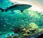 SHARK IN WATER